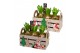 Arrangementen hyacinthus Hyacint Christmas Box HL12656WP [COZY] 3 pp 9 