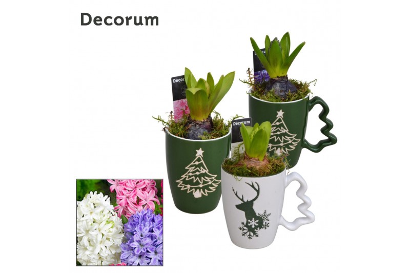 Arrangementen hyacinthus Hyacint Christmas Mug HL11312 [PURE] 1 pp 30  