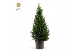 Picea glauca december Picea gl. December® P26 80/90
