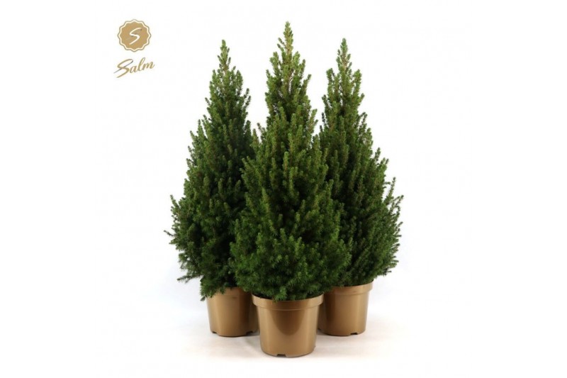 Picea glauca december Picea gl. December® P26 80/90 in Pot Gold 