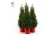 Picea glauca december Picea gl. December® P26 80/90 in Pot Red 