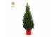 Picea glauca december Picea gl. December® P26 80/90 in Pot Red 