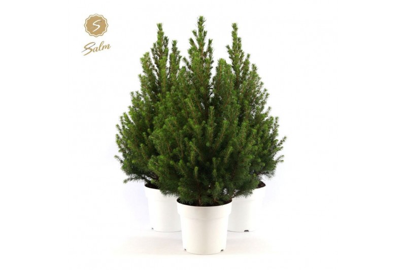 Picea glauca december Picea gl. December® P19 50/60 in Pot White 