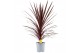 Cordyline australis red star Cordyline Australis Red Star - 24cm1 pp 