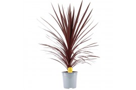 Cordyline australis red star Cordyline Australis Red Star - 24cm1 pp