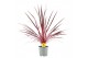 Cordyline electric pink Cordyline Australis Charlie Boy - 17cm1 pp 