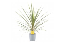 Cordyline variegata Cordyline Australis Variegata1 pp