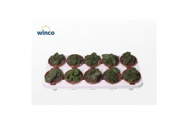 Euphorbia Euphorbia Green Elf Cristata