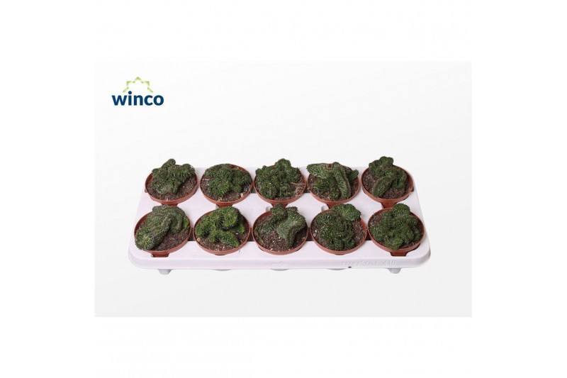 Euphorbia Euphorbia Green Elf Cristata 