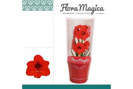 Hippeastrum Royal Red 1 knop FM Hoes