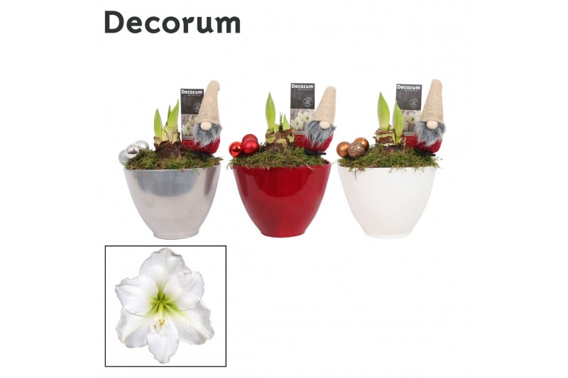 Hippeastrum Wit 2 Knop Faja KERST (Decorum) 