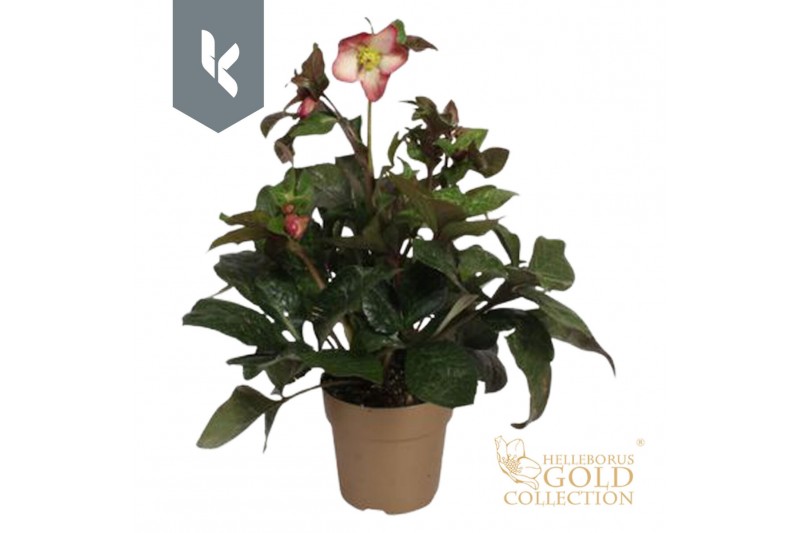 Helleborus HGC Helleborus Ice N Roses Mary Marble in goud15 bl. 