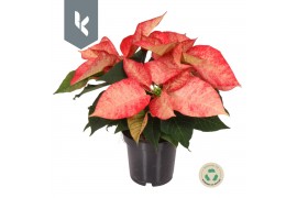 Euphorbia pul. premium ice crystal Poinsettia Ice Crystal 3 bl.