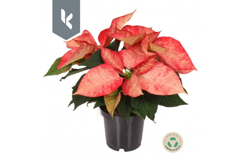 Euphorbia pul. premium ice crystal Poinsettia Ice Crystal 3 bl. 