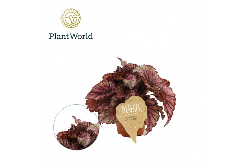 Begonia blad magic colours lambada Begonia rex Lambada 3 pp 