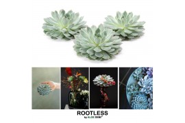 Echeveria pulidonis ROOTLESS Pulidonis 12-14 cm, solo