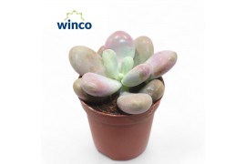 Echeveria Pachyphytum Cv. Momobijnoverig pp overige bl.