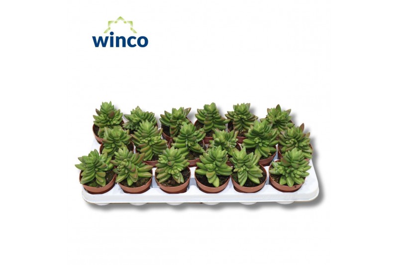 Crassula Crassula Ben 