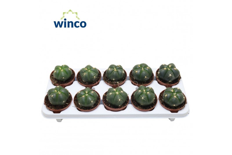 Gymnocalycium horstii Gymnocalycium Horsti1 pp 