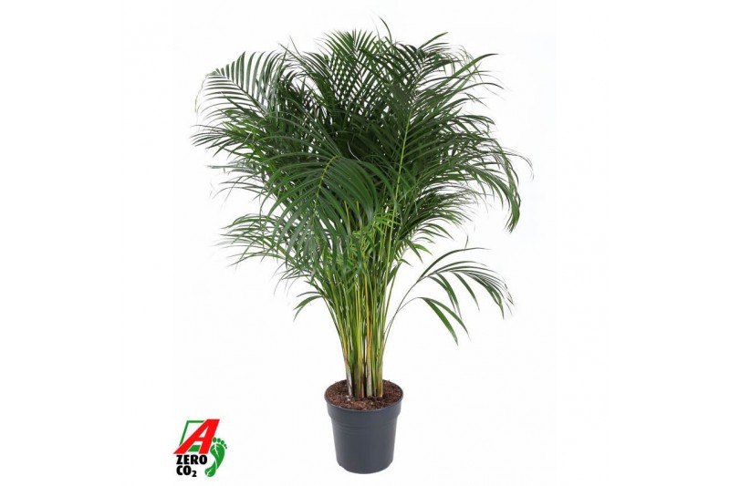 Dypsis lutescens Dypsis Lutescens(Areca) P2715 pp 