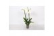 Phalaenopsis wit Phalaenopsis White, 4-spike 25+bl.  tak/plnt 