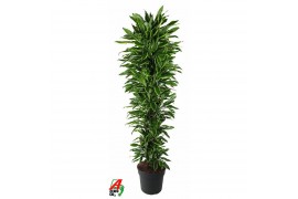 Dracaena fragr. golden coast Dracaena Gold Coast vertakt P401 pp