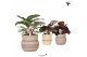 Calathea mix Kolibri Greens Calathea mix in Ethnic pot khaki mix1 pp 
