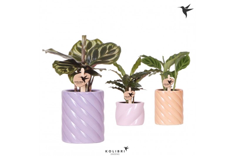 Calathea mix Kolibri Greens Calathea mix in Candy pot pink mix1 pp 