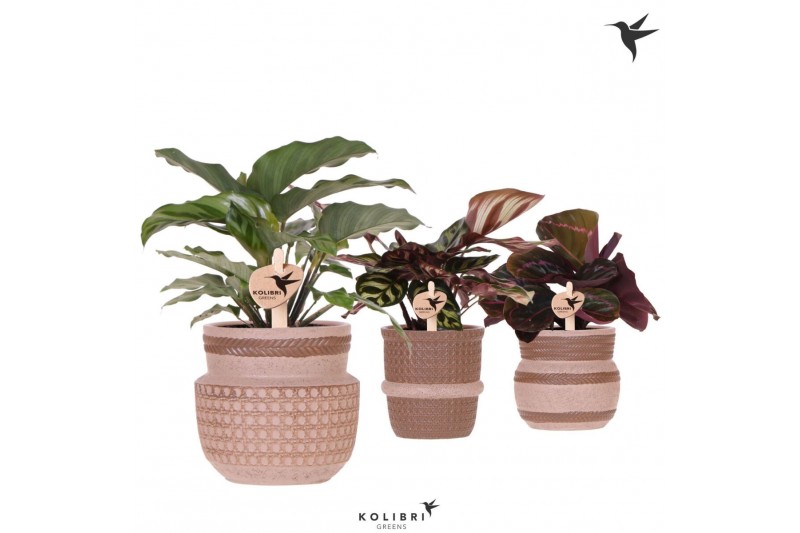 Calathea mix Kolibri Greens Calathea mix in Ethnic pot sand mix1 pp 