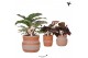 Calathea mix Kolibri Greens Calathea mix in Ethnic pot terracotta mix1 