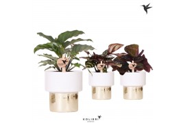 Calathea mix Kolibri Greens Calathea mix in Lush pot gold1 pp
