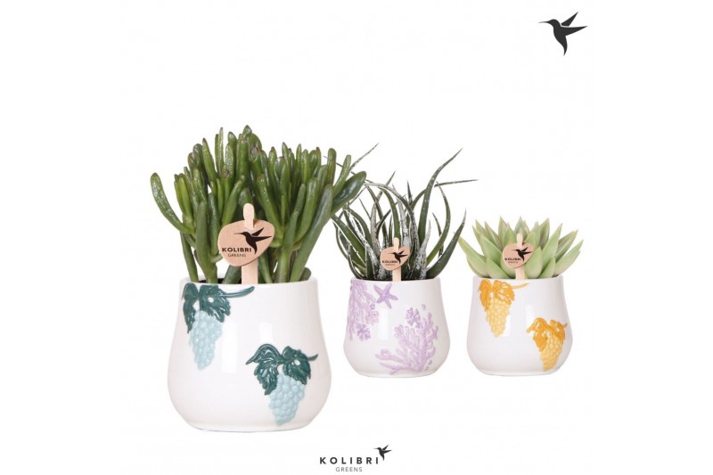 Succulenten mix Kolibri Greens Succulenten mix in Coral pot mix1 pp 