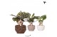 Calathea mix Kolibri Greens Calathea mix in Rope pot mix1 pp 