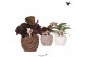 Calathea mix Kolibri Greens Calathea mix in Rope pot mix1 pp 