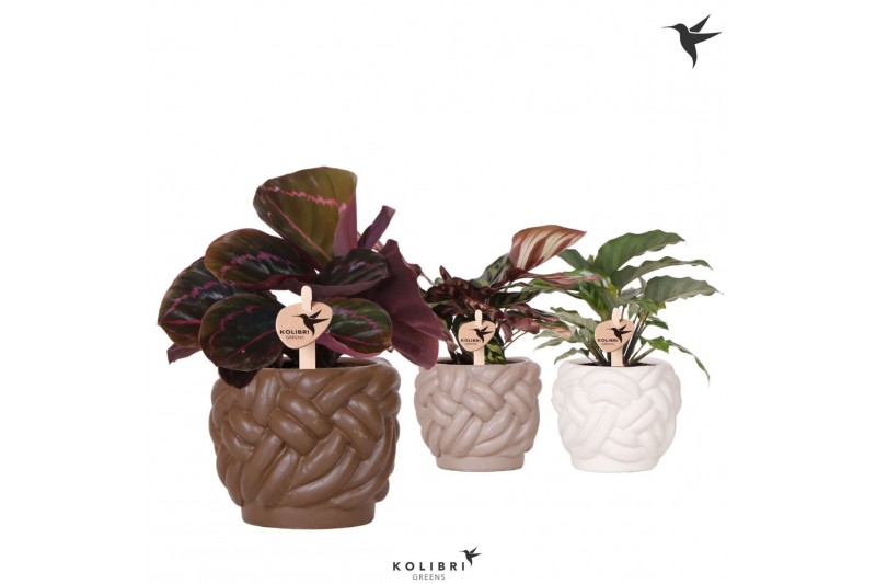 Calathea mix Kolibri Greens Calathea mix in Rope pot mix1 pp 