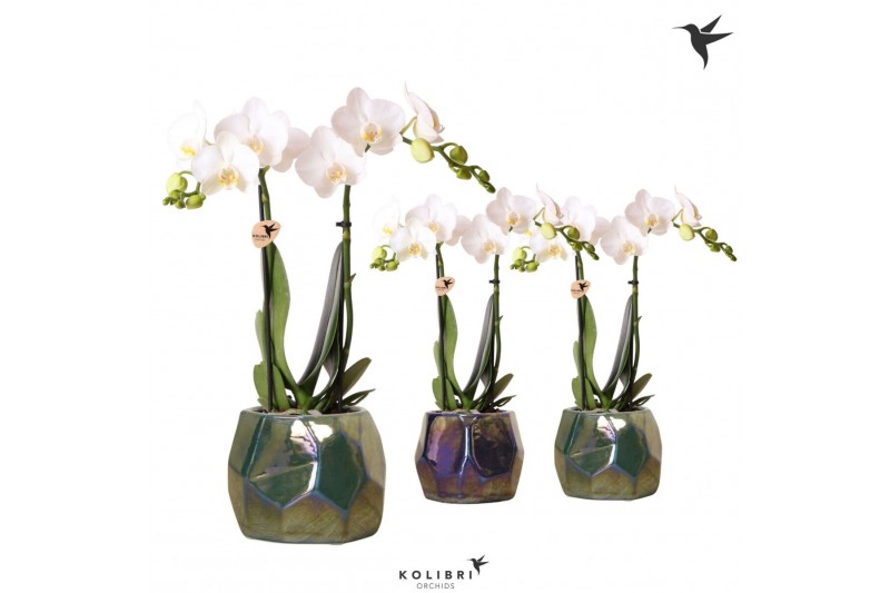 Phalaenopsis multiflora wit Kolibri Orchids Phalaenopsis white 2 spike 