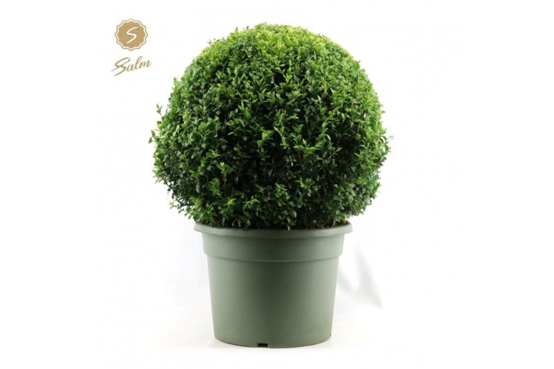 Buxus sempervirens Buxus semp. Ball Ø60cm P40cm diameter 