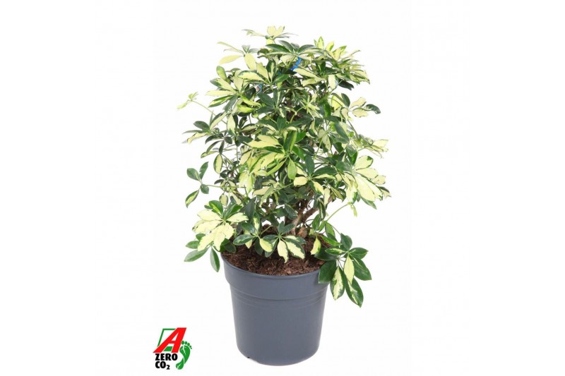 Schefflera trinette Schefflera Trinette2 pp 