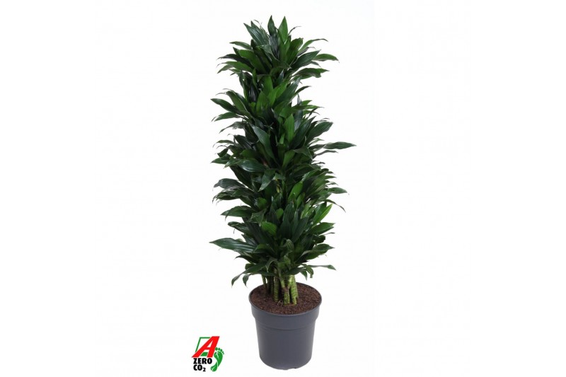 Dracaena fragr. compacta green jewel Dracaena Green Jewel1 pp 