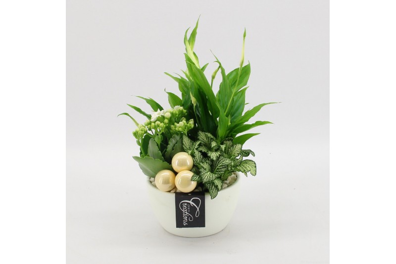 Arrangementen kamerplanten BAXM-2508W Xmas Fundamentals 3 pp 