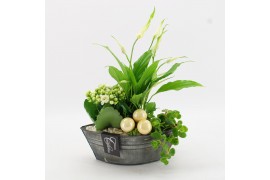 Arrangementen kamerplanten BAXM-2515W Xmas Fundamentals 3 pp