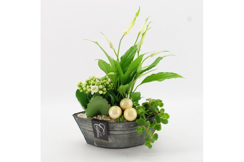 Arrangementen kamerplanten BAXM-2515W Xmas Fundamentals 3 pp 