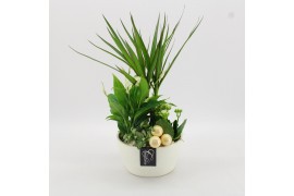 Arrangementen kamerplanten BAXM-2510W Xmas Fundamentals 4 pp