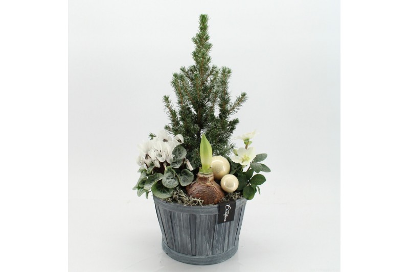 Arrangementen tuinplanten ODXM-2523 Xmas Outdoor 4 pp 
