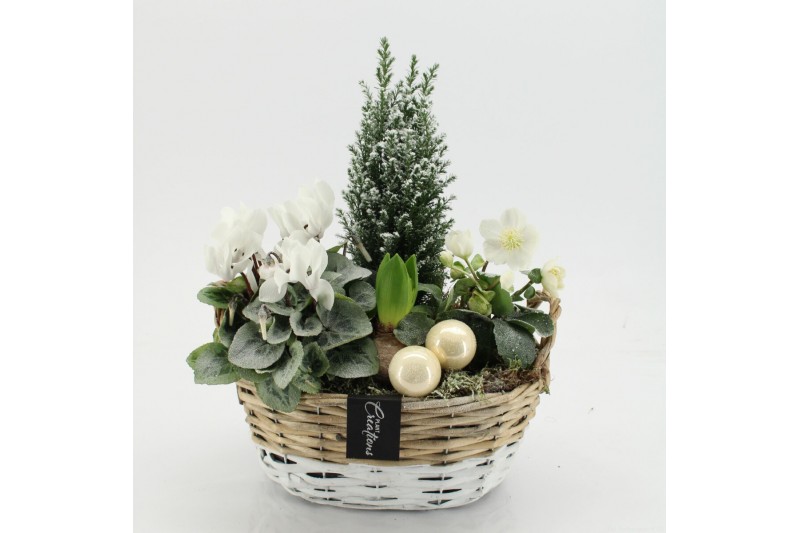 Arrangementen tuinplanten ODXM-2516 Xmas Outdoor 4 pp 