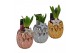 Arrangementen hyacinthus Hyacint Tri-color Gold Mini HL10872 [SHINY &  
