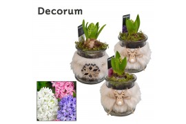 Arrangementen hyacinthus Hyacint Reno HL10052 [PURE] 1 pp 30 bl. 1 per