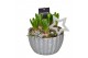Arrangementen hyacinthus Hyacint Ribbel Schaal HL12192WP [BLACK & WHIT 