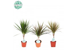 Dracaena marg. mix Dracaena Marginata mix p14 1 pp