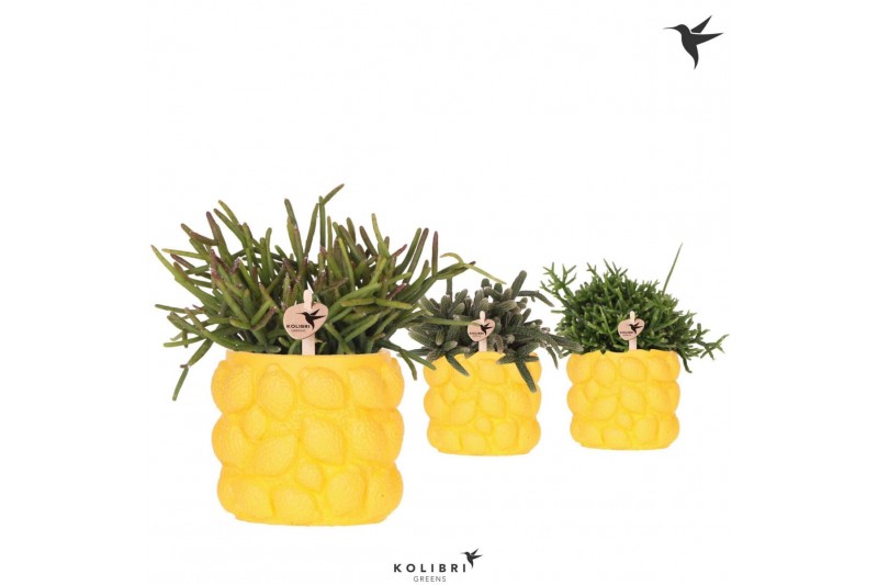 Rhipsalis mix Kolibri Greens Rhipsalis mix in Citrus pot yellow1 pp 